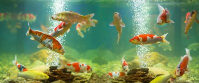 Obraz 3D ryby w akwarium