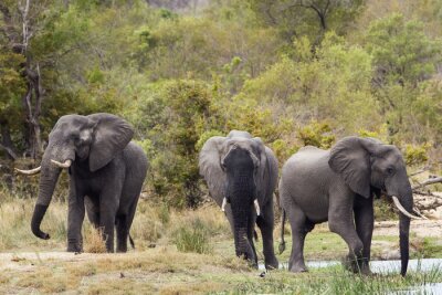 Obraz Afrykańskie słonie w parku