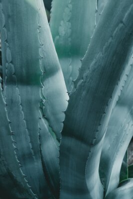Obraz Aloes w zimnych barwach