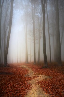 Obraz Bajkowy las w mglisty dzień jesieni