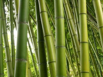 Obraz Bambusowa dżungla