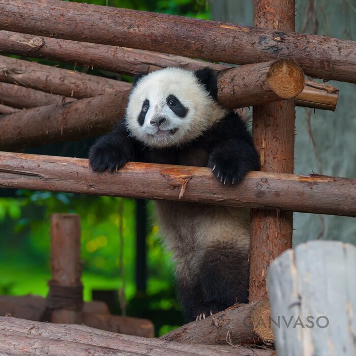 Obraz Bawiąca się panda