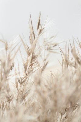Obraz Beżowe pędy suszonej trawy