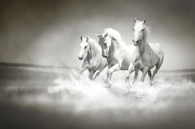 Obraz Białe konie biegnące przez wodę