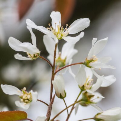 Obraz Białe kwiaty jako natura