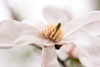 Białe kwiaty magnolii