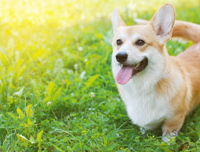 Obraz Biały corgi w letni dzień