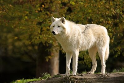 Obraz Biały puszysty wilk