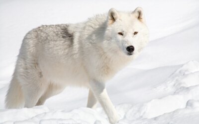 Obraz Biały wilk na śniegu
