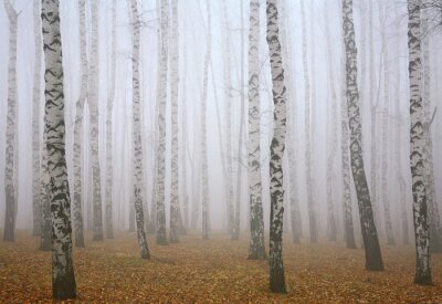 Obraz Brzozy we mgle w lesie