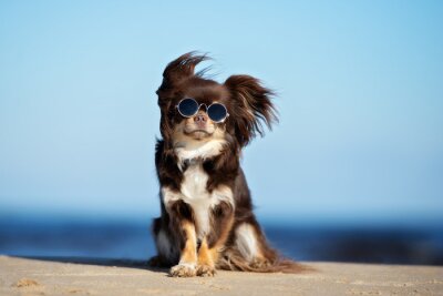 Obraz Chihuahua w okularach