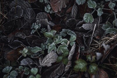 Obraz Ciemnozielone rośliny leśne