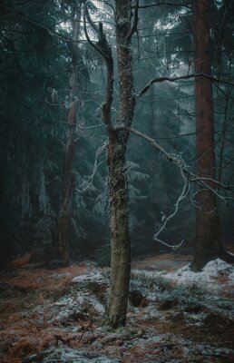 Obraz Ciemny zamarznięty las w Środkowej Europie