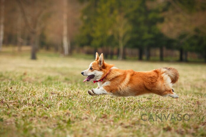 Obraz Corgi biegnący po parku