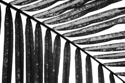 Obraz Czarno-białe ujęcie liścia palmy z bliska