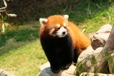Obraz Czerwona panda na kamieniu