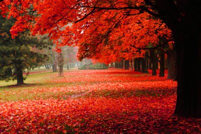 Obraz Czerwone liście drzew w parku