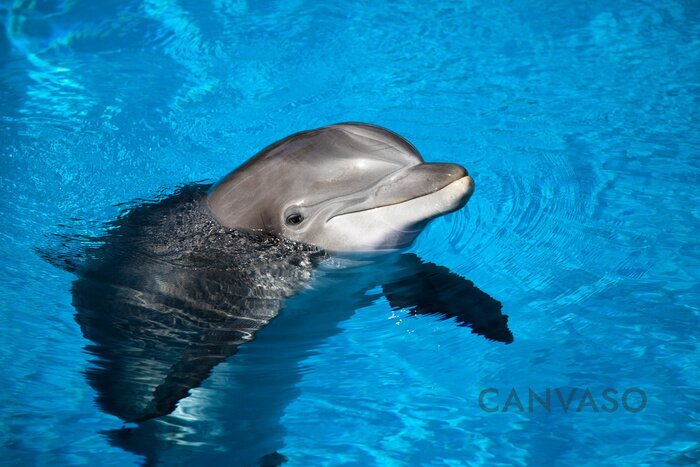 Obraz Delfin i oceanarium