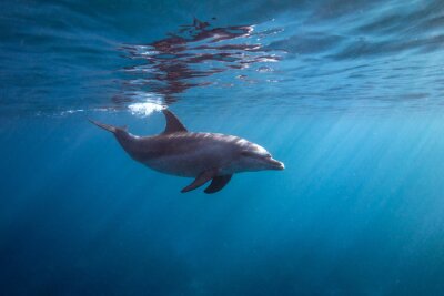 Obraz Delfin pod wodą
