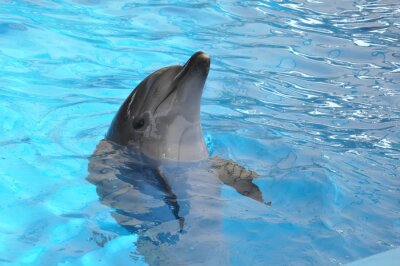 Obraz Delfin w basenie