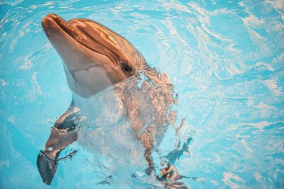 Obraz Delfin w błękitnej wodzie