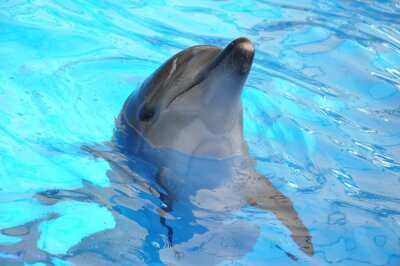 Obraz Delfin w niebieskiej wodzie
