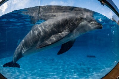 Obraz Delfin w oceanarium