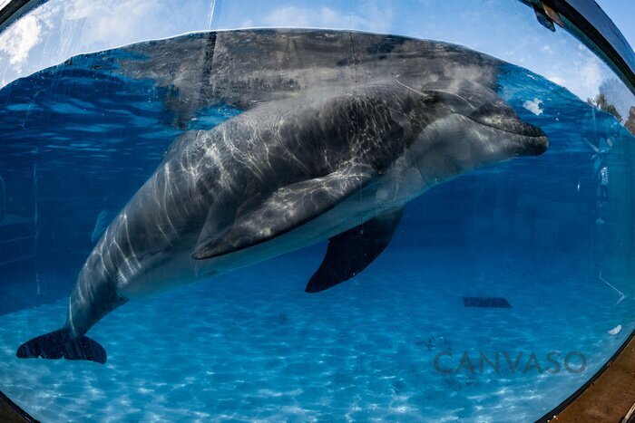 Obraz Delfin w oceanarium