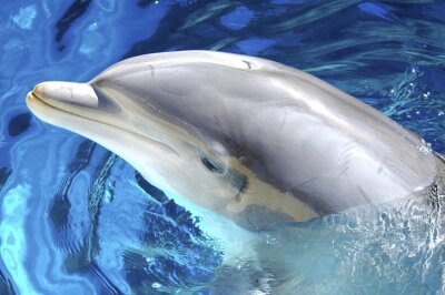 Obraz Delfin w wodzie