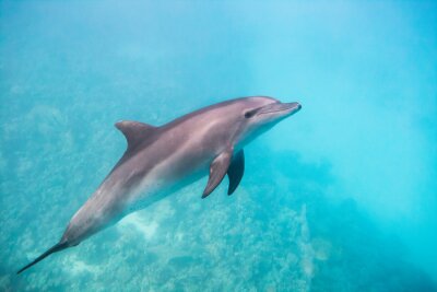 Obraz Delfin w wodzie oceanicznej