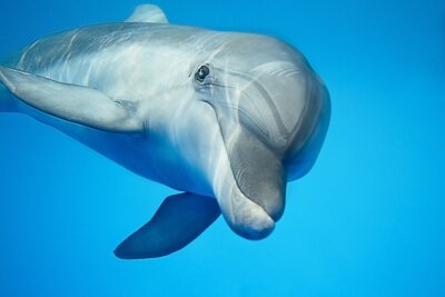 Obraz Delfin w wodzie podczas pływania