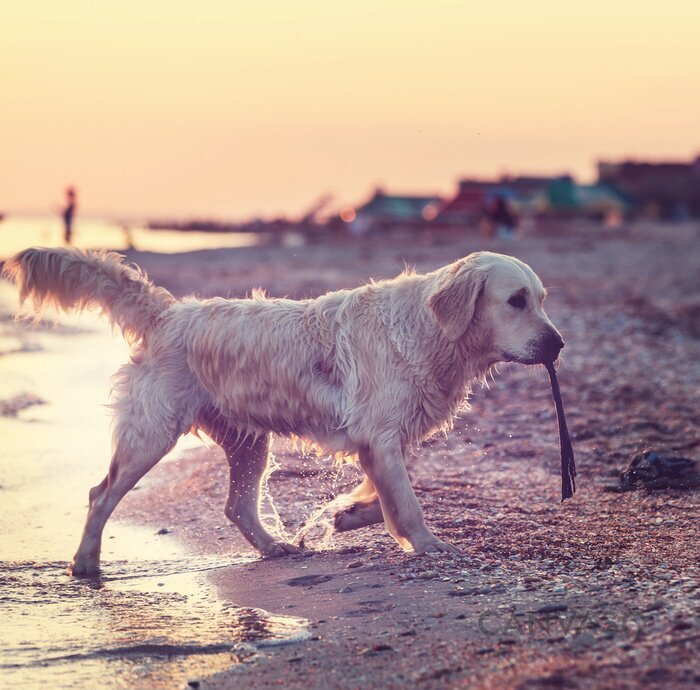 Obraz Domowe zwierzę na plaży