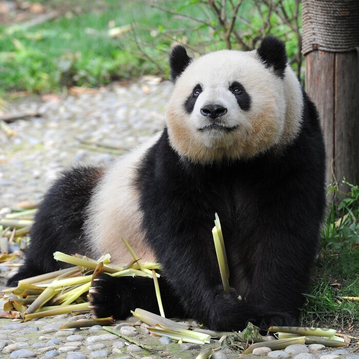 Obraz Dorosła panda