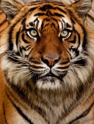 Obraz Drapieżny tygrys z bliska
