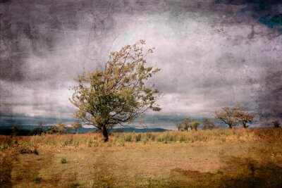 Obraz Drzewo samotne w stylu retro