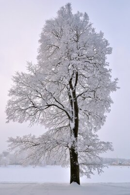 Obraz Drzewo w śniegu