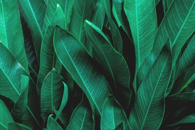 Obraz Duże zielone liście roślin tropikalnych z bliska