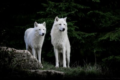 Obraz Dwa białe wilki