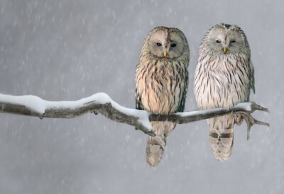 Obraz Dwie sowy na zimowej gałęzi