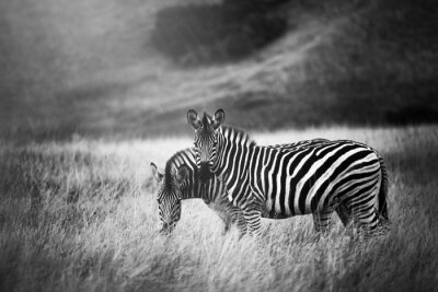 Obraz Dwie zebry na czarno-białym tle