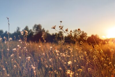 Obraz Dzika łąką i jesienne kwiaty