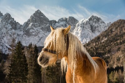 Obraz Dziki koń na tle górskiego krajobrazu