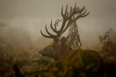 Obraz Dziki rogacz o mglistym poranku