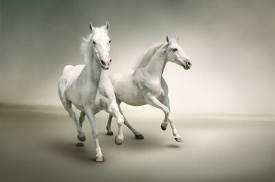 Obraz Dzikie zwierzęta konie