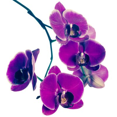 Obraz Egzotyczna orchidea