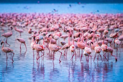 Obraz Flamingi w stadzie