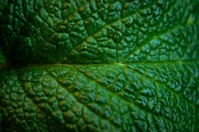 Obraz Fotografia makro liścia