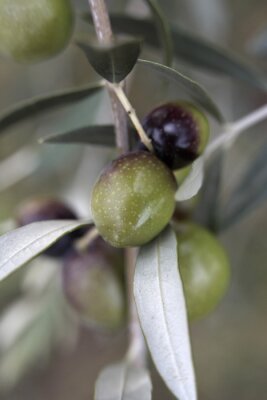 Obraz Gałązka drzewa oliwnego 