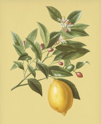 Obraz Gałązka drzewa z cytryną