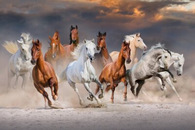 Obraz Galopujące konie na pustyni